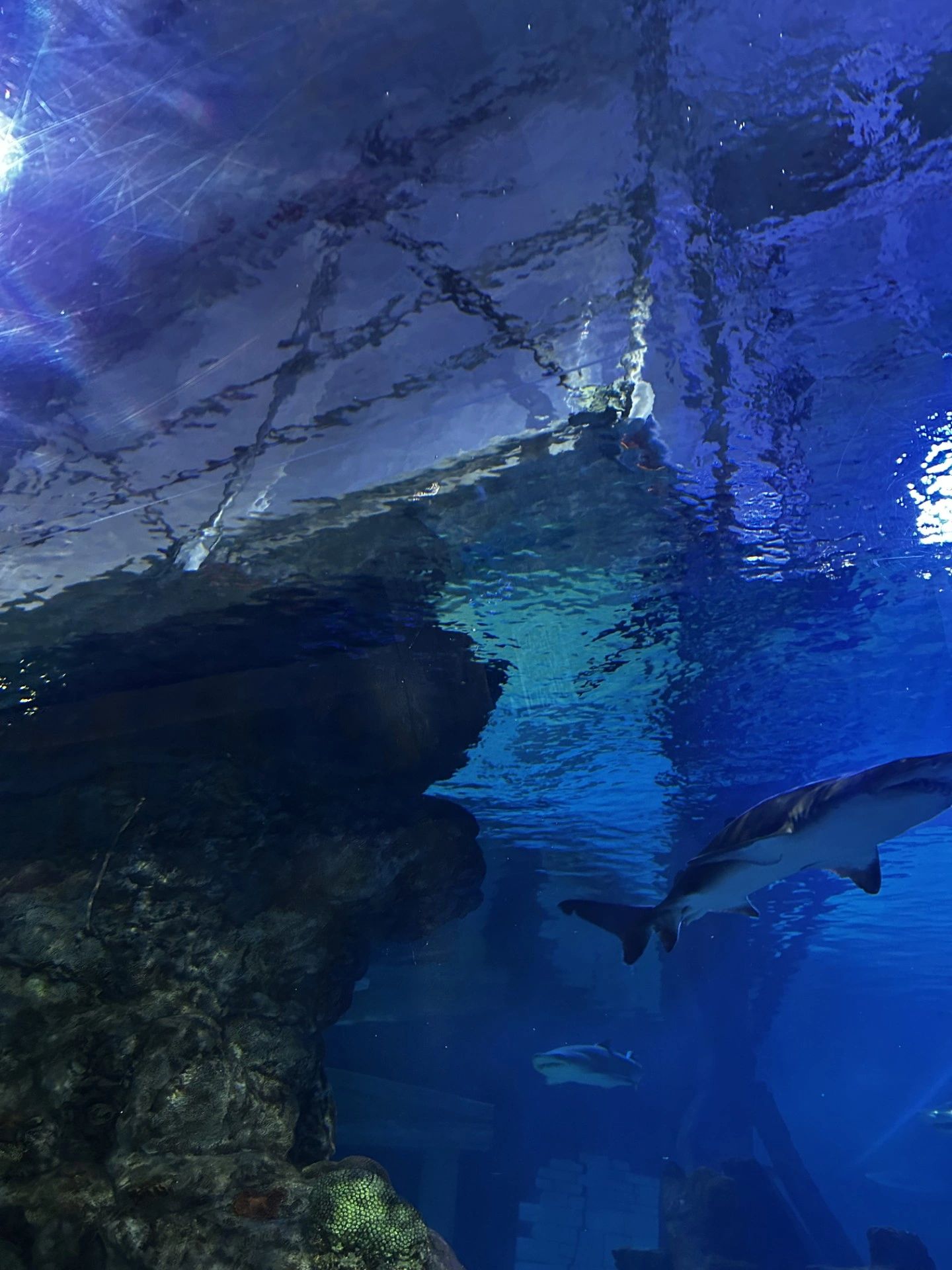 System Scaffold at Sealife in the Mall of America